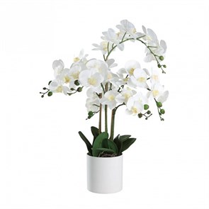 {{productViewItem.photos[photoViewList.activeNavIndex].Alt || productViewItem.photos[photoViewList.activeNavIndex].Description || 'Растение в горшке Eglo Hyuga 428024'}}