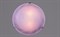 Светильник РС-117 Сегмент уголки сиреневые (д.300) - фото 2110579