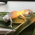 Зверь световой Seletti Chameleon Lamp 15091 - фото 3472512